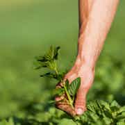 raccolta delle erbe in Svizzera